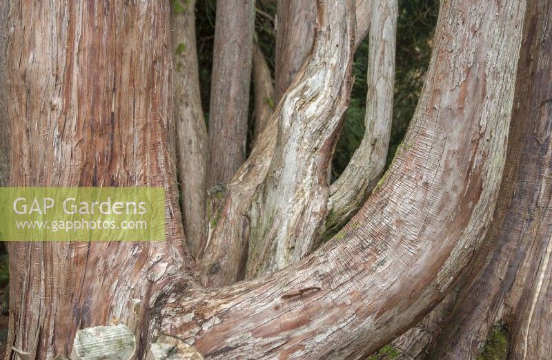 Thujopsis dolabrata variegata - variegated hiba - October. Detail of bark  and  boles. Champion tree.