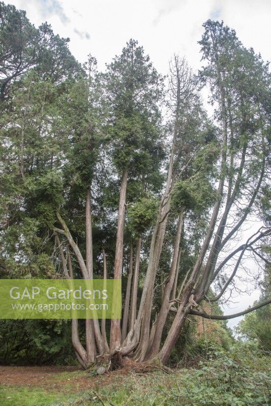 Thujopsis dolabrata variegata - variegated hiba. Champion tree. With 30 stems, described as 'a grove'. 
