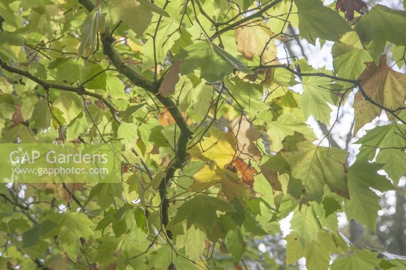 Platanus hispanica - London plane - October. Dappled shade. Autumn. 