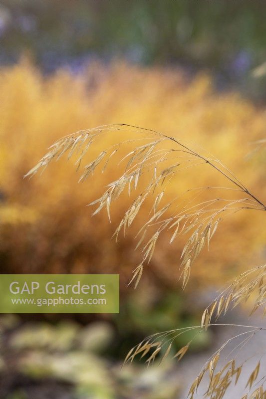 Stipa gigantea - Golden oats in autumn