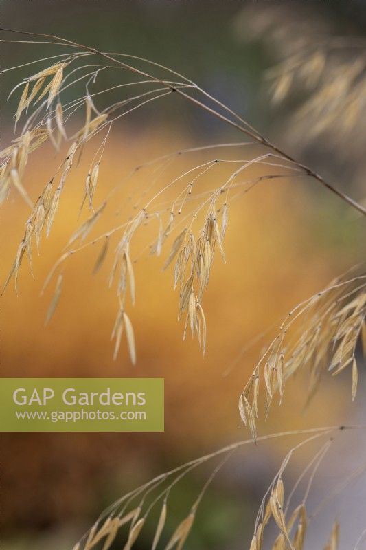 Stipa gigantea - Golden oats in autumn 