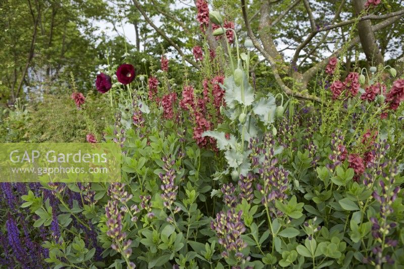 Verbascum, Baptisia, Nepeta, Salvia and deep purple poppies in deep densely planted border. May. Summer.