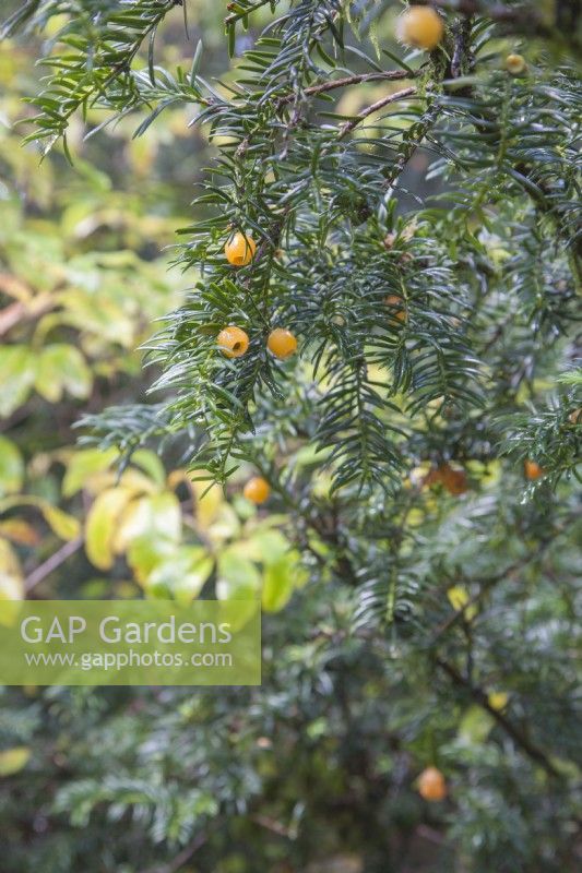 Taxus baccata 'Fructo Luteo' -Taxus baccata 'Lutea' - yellow-berried yew - October.  