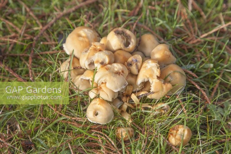 Armillaria mellea - honey fungus - October. Growing in grass