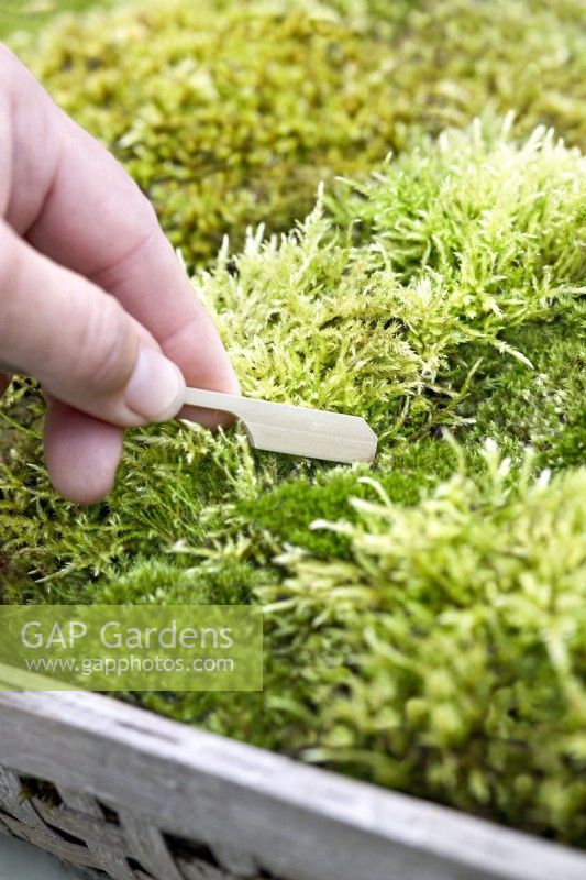 Tending a tray moss garden using a bamboo spatula