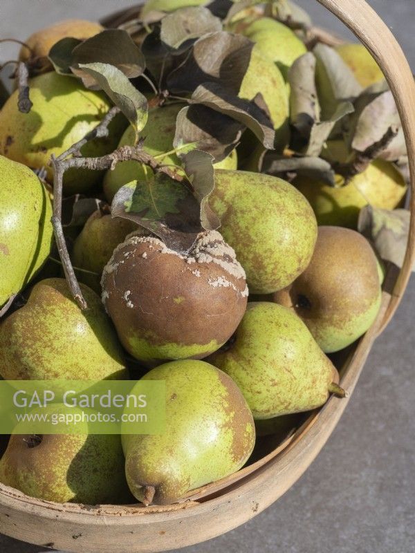 Pear harvest - showing Monilinia fructicola fungus infection - brown rot