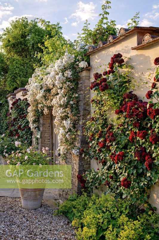 Gate leading into the Carpet Garden, covered in roses, June, 2022.