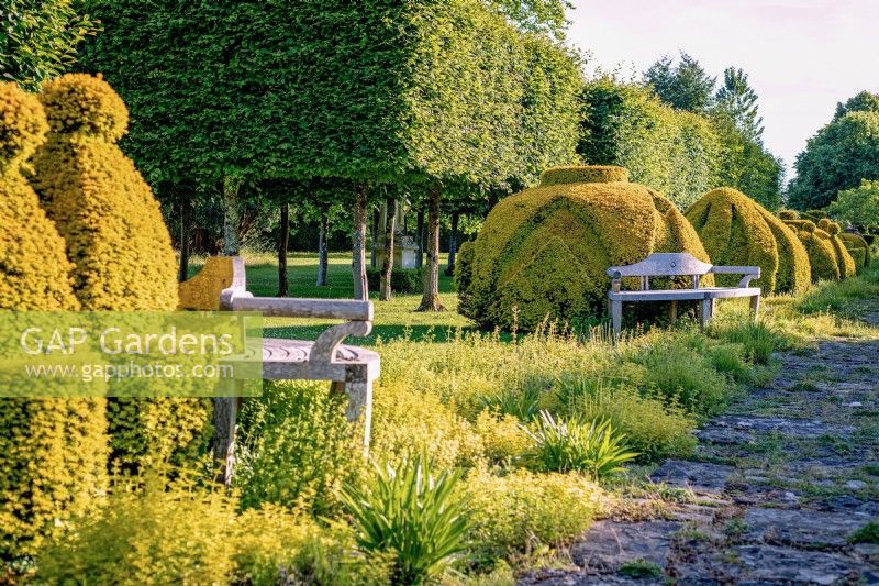 The golden yew along the Thyme Walk was transformed into eccentric shapes and took three years for them to fill and grow into their forms, June, 2022.
