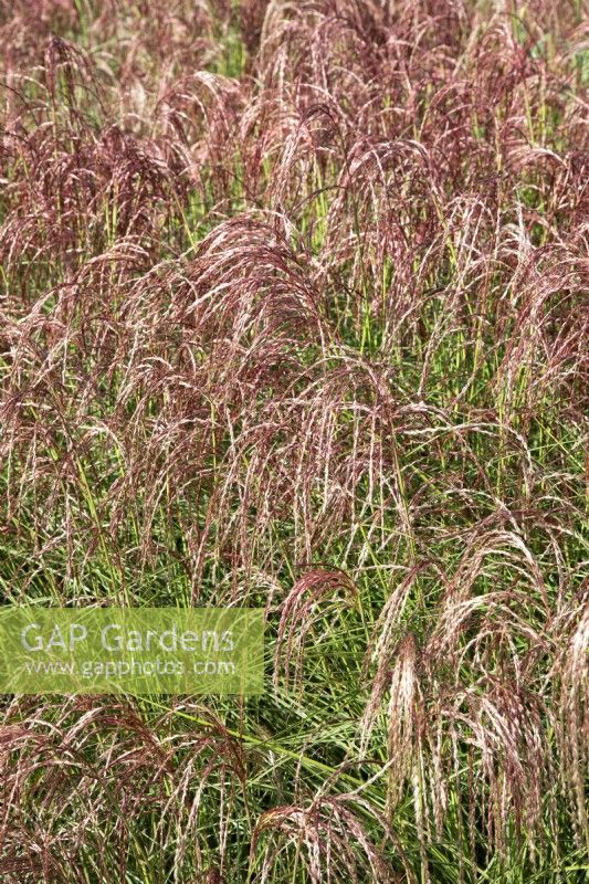 Miscanthus sinensis Red Cloud, summer July