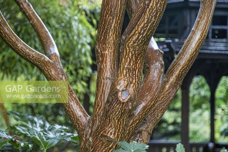 Acer bark in the Japanese inspired Four Seasons Garden, Walsall - October