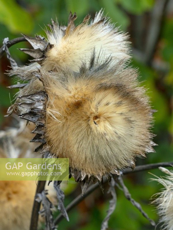 Globe artichoke or Cardoon Thistle Cynara cardunculus seedhead in Autumn
