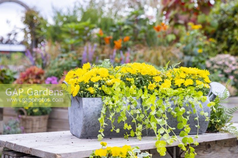 Metal container planted with yellow Chrysanthemums, Lysimachia nummularia 'Gold' and Dryopteris erythrosora