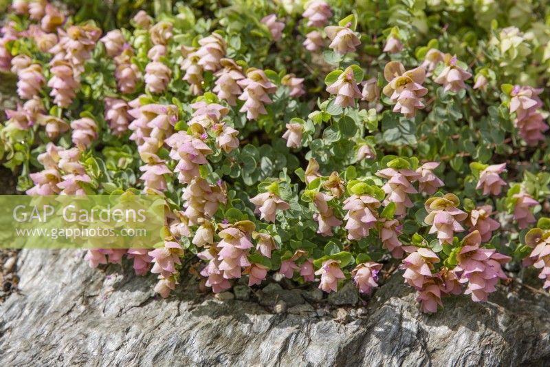 Origanum rotundifolium Kent Beauty, summer July
