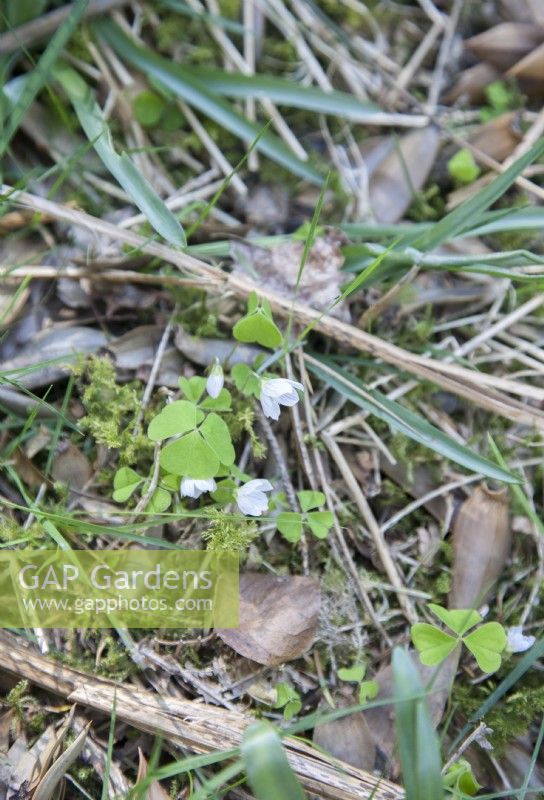 Oxalis acetosella - wood sorrel - spring. Ancient woodland indicator.