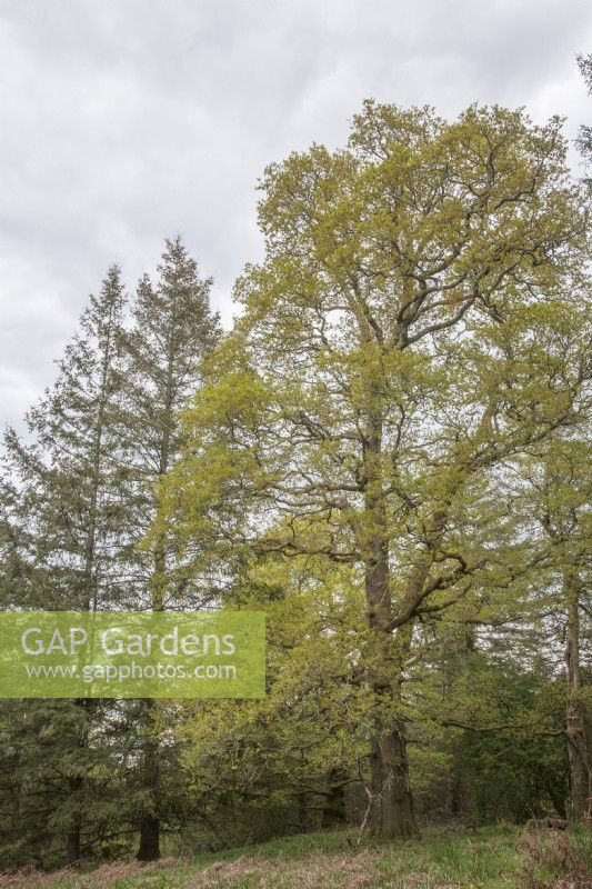 Veteran Quercus robur - English oak - pedunculate oak. Ancient woodland. Spring. 