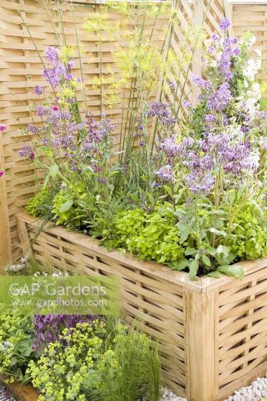 Woven oak trough container planted with herbs including Borage, Sage, Sorrel, Fennel, Lavender and Alchemilla mollis. 
