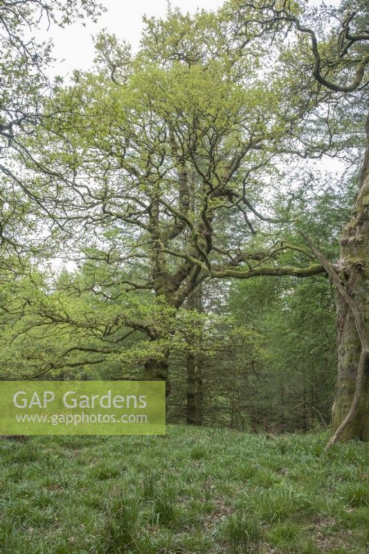 Veteran Quercus robur - English oak - pedunculate oak in ancient woodland. Spring. 
