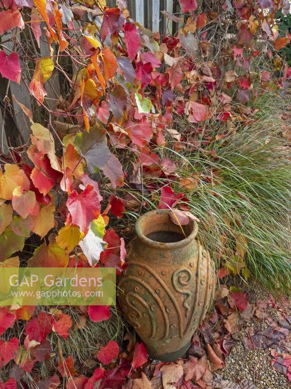 Decorative terra cotta urn and autumn leaves of Vitis coignetiae - Crimson Glory Vine 