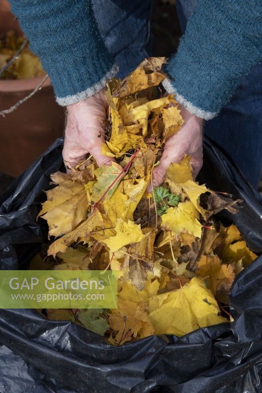 Man collecting autumn leaves for making leaf compost