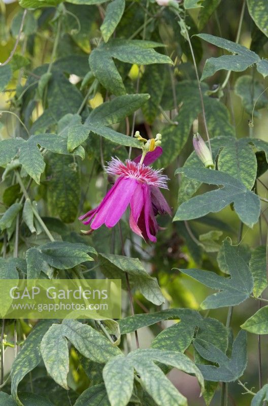 Passiflora 'Anastasia' - Passion flower