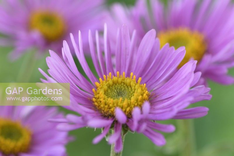 Aster alpinus  'Happy End'  May
