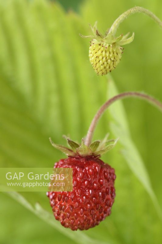 Fragaria vesca  'Alexandra'  Alpine strawberry ripe and unripe fruit  May
