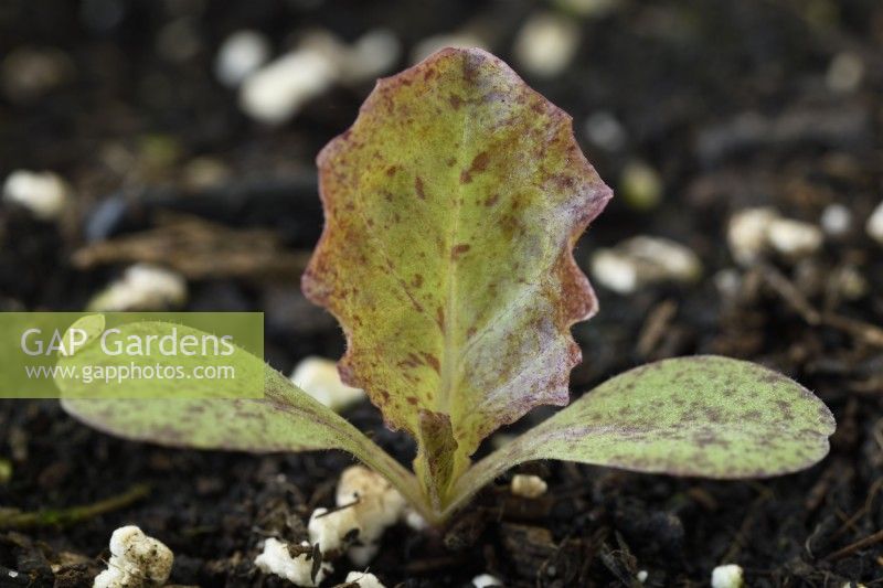 Lactuca sativa  'Red Velvet'  Lettuce seedlings  May
