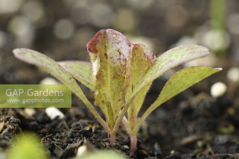 Lactuca sativa  'Red Velvet'  Lettuce seedlings  May