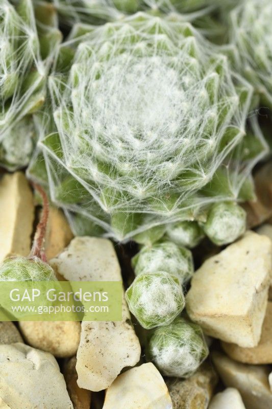 Sempervivum arachnoideum  Cobweb houseleek with young offshoots growing through gravel  May