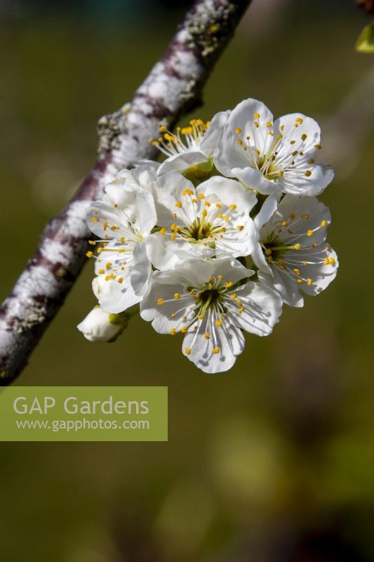 Prunus insititia - damson - March