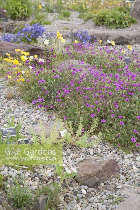 European Alpine plants flowering in June within the Arctic Circle at sea-level. Scree-like conditions. Geranium subcaulescens, Rhodiola, Primula scotica, Ranunculus pyrenaeus.