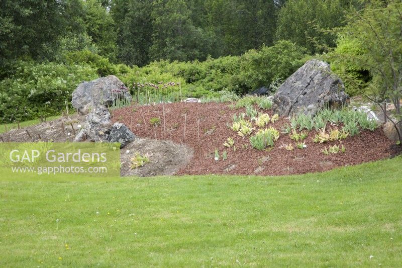 Newly-created island-bed. Weed-suppressing bark. Lawn. 

Recently-planted Tulipa Rajka and Paeonia.  Boulder rocks to provide shelter. 