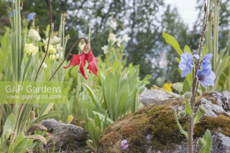 A Meconopsis collection flowering at midsummer within the Arctic Circle at sea-level.  

Blue Meconopsis racemosa syn. Meconopsis horridula var. racemosa.  Red Meconopsis punicea. Yellow Meconopsis integrifolia. Blue Meconopsis grandis.  