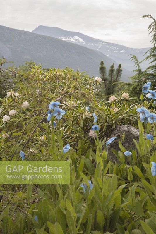 Meconopsis grandis syn. Himalyan blue poppy flowering with Rhododendron brachycarpum tigerstedtii at midummer within the Arctic Circle near sea level. June.
