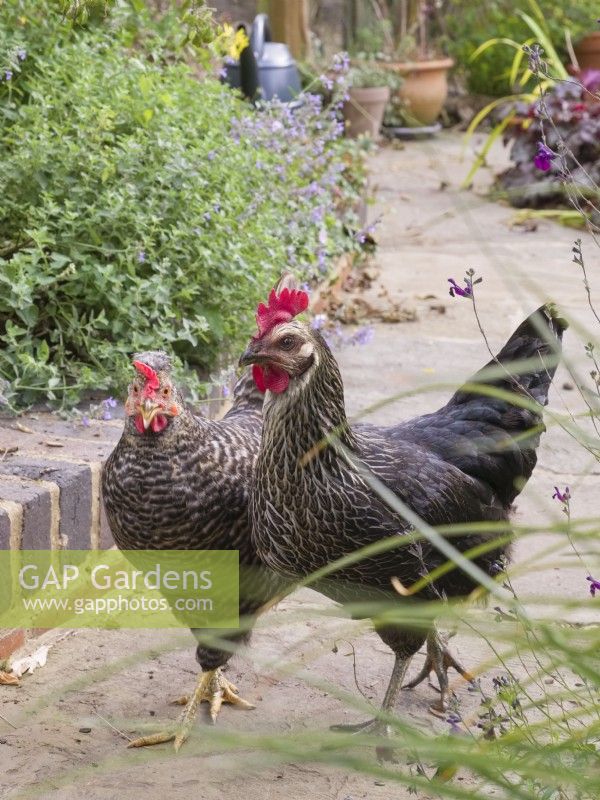 Legbar cross chickens in garden