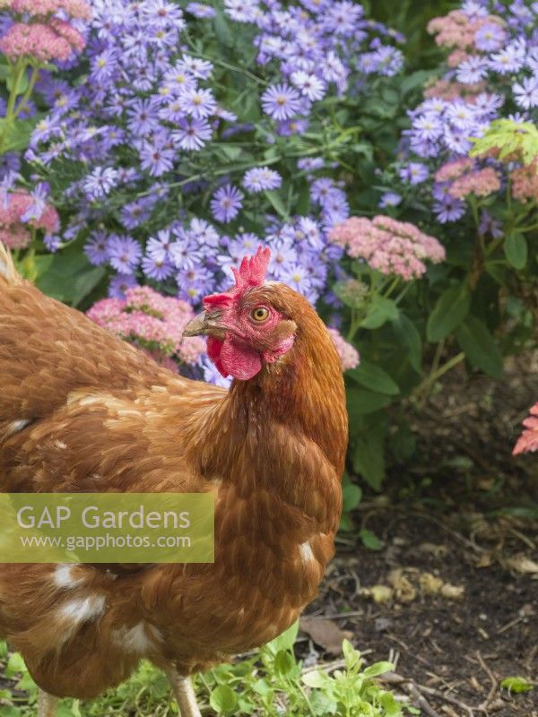 Brown hen in garden with Symphyotrichum 'Little Carlow' and Sedum