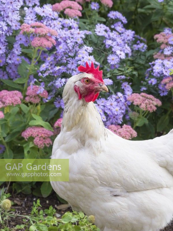Sussex hen in garden with Symphyotrichum 'Little Carlow' and Sedum