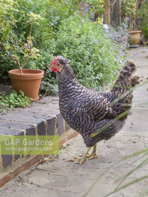 Legbar cross chicken in garden