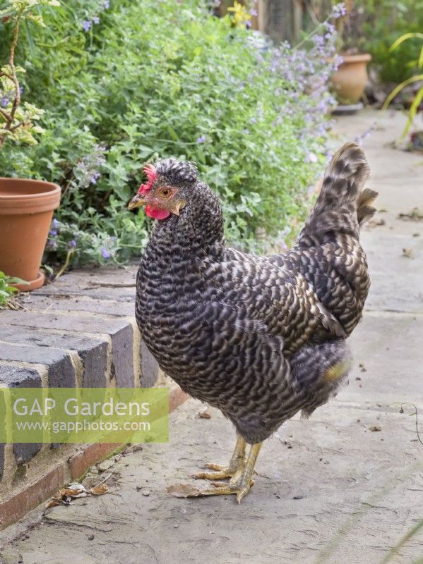 Legbar cross  chicken in garden