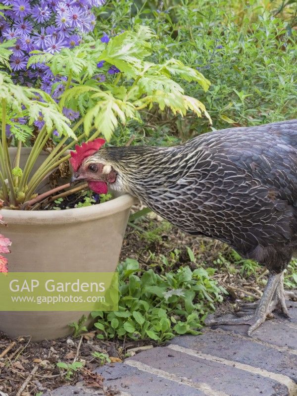 Magpie chicken in garden
