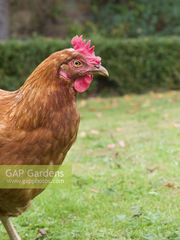 Brown hen on garden lawn