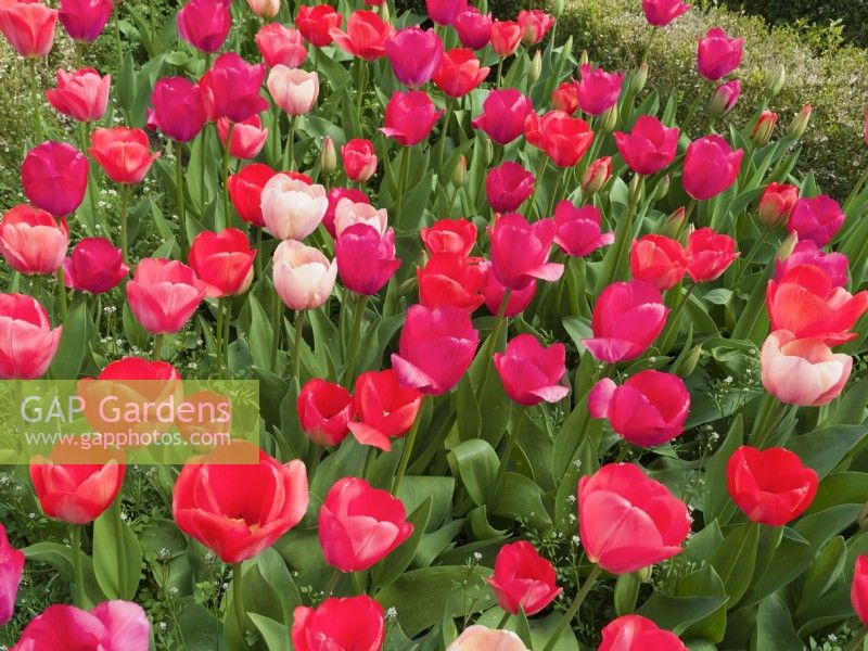 Tulipa Pink and red blends