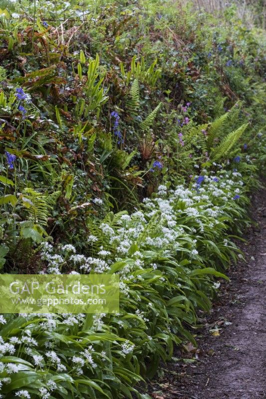 Allium ursinum, Wild Garlic on path through woodland