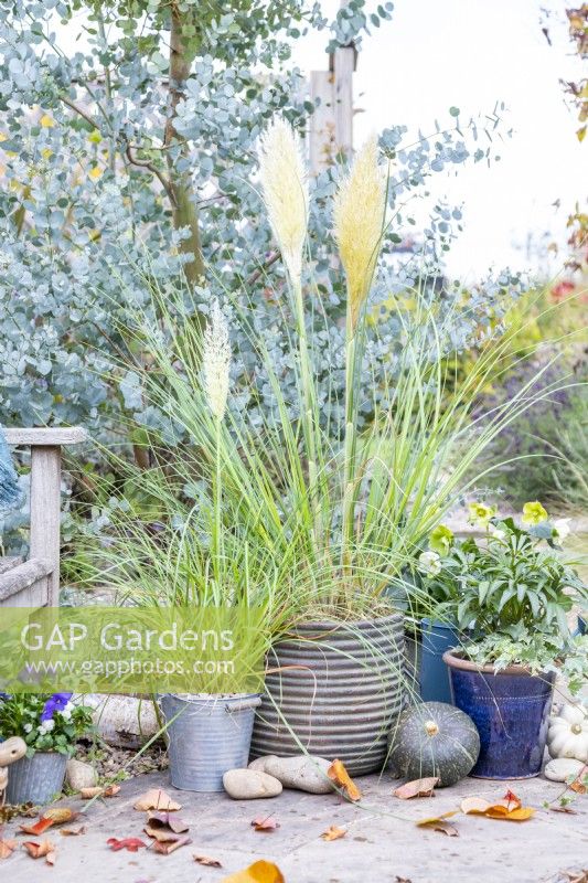 Containers planted with Cortaderia Selloana 'Junior' and 'Tiny Pampa' - Pampas grasses, Ivy and Helleborus foetidus on patio with squashes