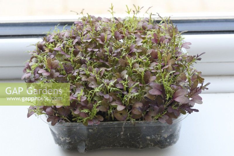 Brassica juncea  'Mizuna Red Streaked' grown in plastic container of compost for young salad leaves on a windowsill  May
