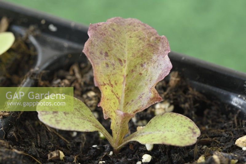 Lactuca sativa  'Red Velvet'  Lettuce seedlings in plastic tray  May