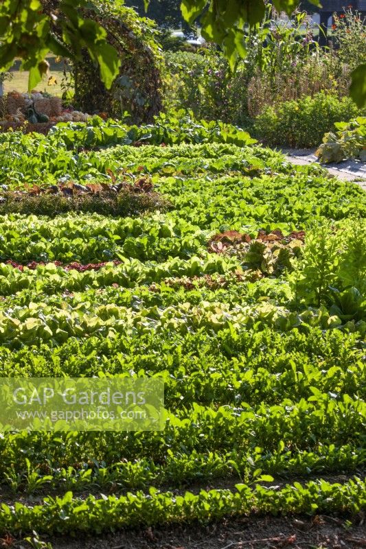 Vegetable border with lettuce, summer August