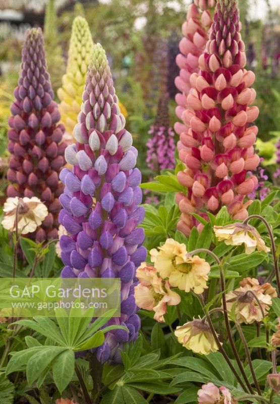 Lupins and Geum 'Petticoats Peach' on WS Lockyer display RHS Malvern Spring Festival May 2022