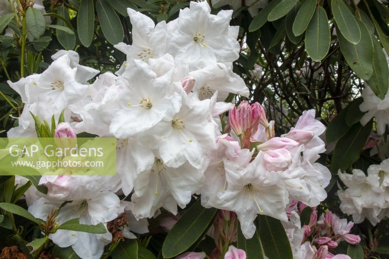 Rhododendron 'Loderi King George' - May