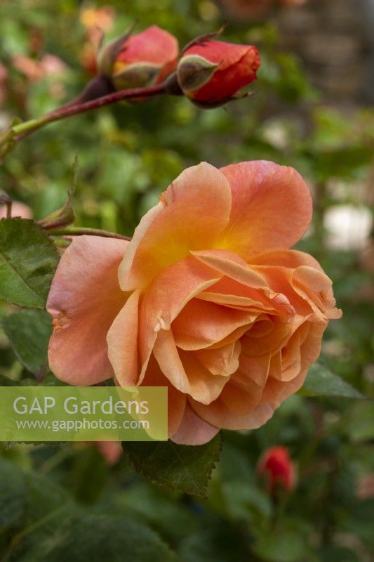 Rosa 'Peach Melba'; Rose of the Year 2023 Breeder Kordes Rosen - June